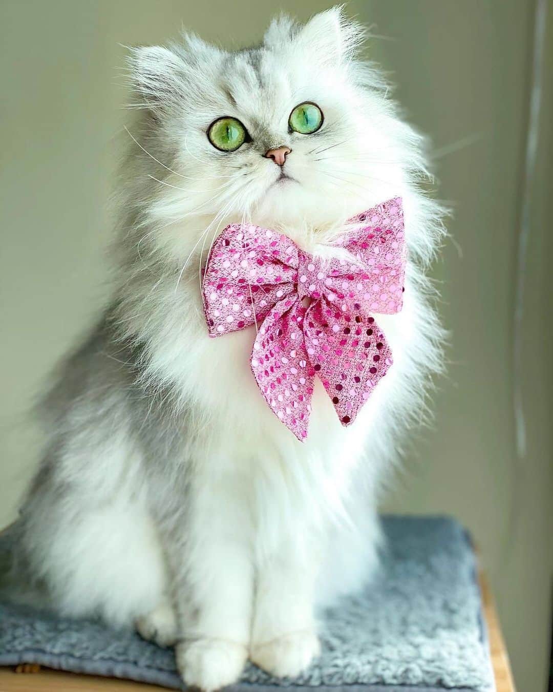 The Cats Of Instagramのインスタグラム：「#Repost • @bianca_the_chinchilla_persian One year and counting🎀🌟  #birthdayprincess  . #COIBowTie # BowTieTuesdsy」