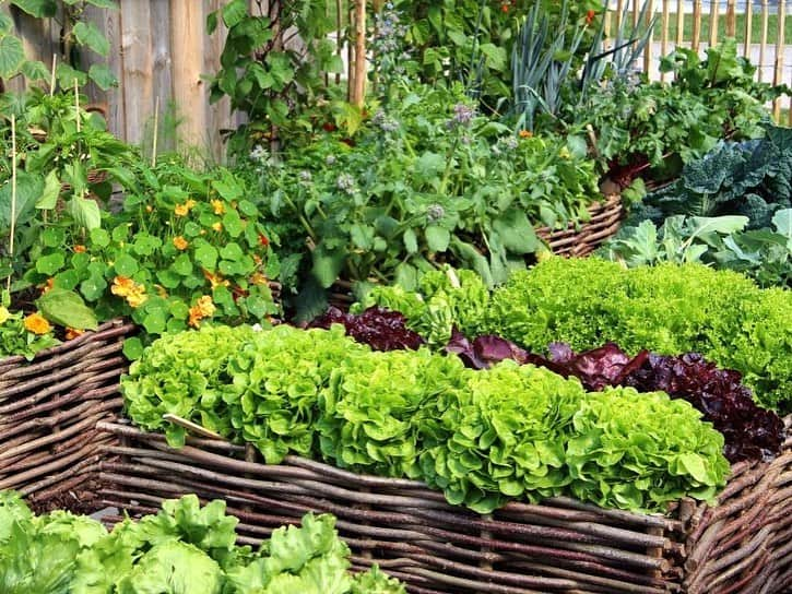 HGTVさんのインスタグラム写真 - (HGTVInstagram)「Get this year's garden off the ground with a fresh take on raised beds. 🌱  ⁠⁠ There are so many reasons to love a raised garden bed... ⁠⁠ ✅ Provide plants access to nutrient-rich soil⁠⁠ ✅ Add architectural interest to your landscape⁠⁠ ✅ Small-space friendly⁠⁠ ✅ Can be designed to keep pests out⁠⁠ ✅ Certain designs make gardening more accessible⁠⁠ ⁠⁠ We could go on... but instead, we'll point you to the 20 raised garden bed ideas at the link in our profile. 🔝 Discover different types of raised garden bed styles and flower bed styles that will inspire you to create your own orderly garden space. 👩‍🌾 ⁠⁠ ⁠⁠ What are you growing in your garden this year? 🌱⁠⁠ ⁠⁠ #garden #gardening #raisedbed #raisedgarden #raisedgardenbeds #DIYgarden #victorygarden」2月17日 2時02分 - hgtv