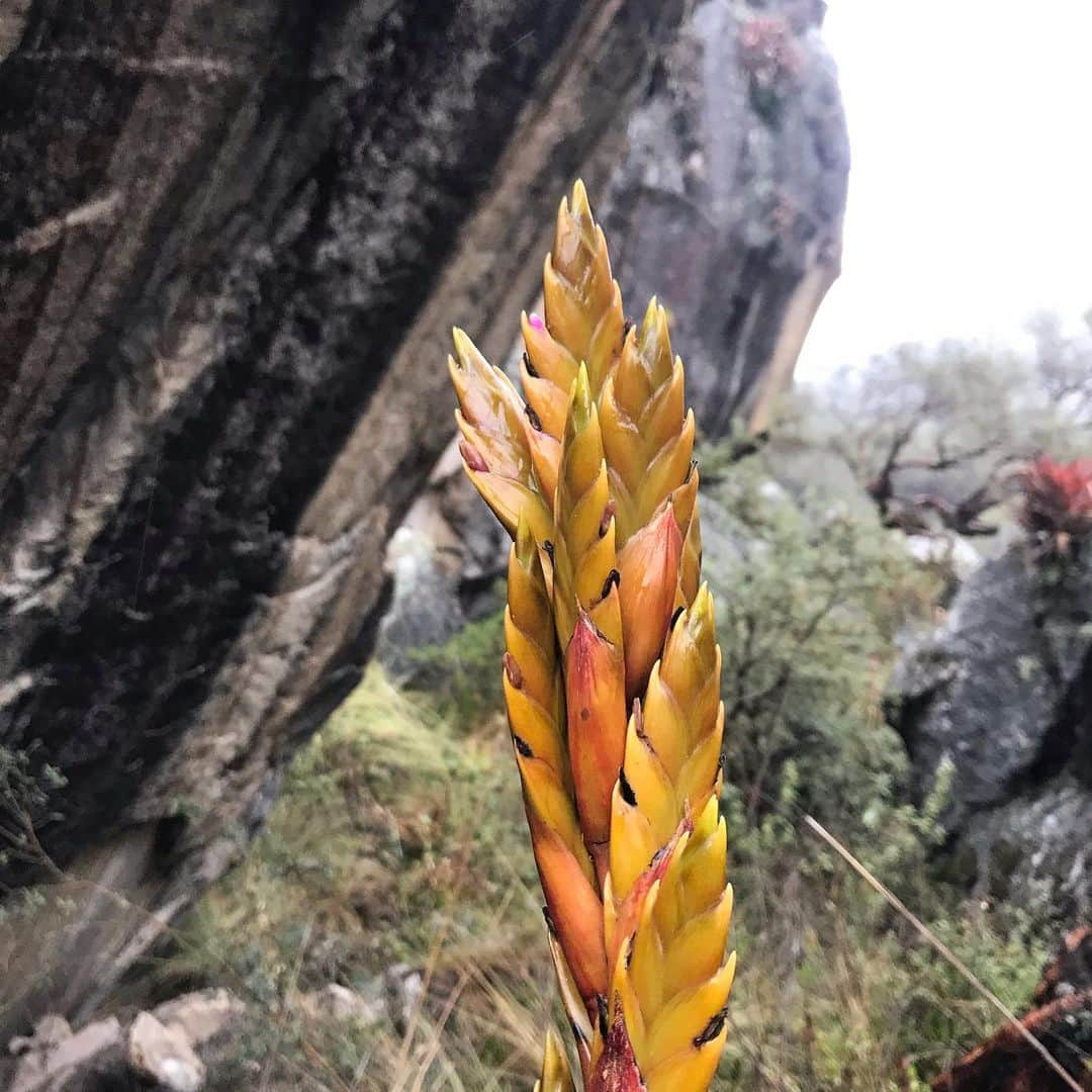 ナーレ・フッカタイバルさんのインスタグラム写真 - (ナーレ・フッカタイバルInstagram)「Peru was such an unforgettable trip. I spent about a month in the Cordillera Blanca solo busy exploring and opening boulders. Might be the most hiking and brushing I’ve ever done in a month’s time. I caught some of the climbs on film and we put together a little video. Find the link in my profile」2月17日 2時03分 - nalle_hukkataival