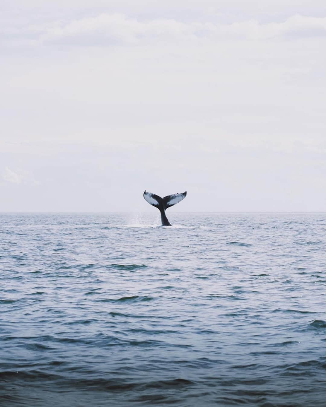 Explore Canadaのインスタグラム：「"This wasn’t my first time whale watching and it certainly won’t be my last! There is something really fascinating about going out onto the St. Lawrence River and knowing that there is potentially a mammal weighing over 10 tons (maybe even more, if you’re lucky) swimming underneath your boat!"⁠ ⁠ Have you ever been whale watching in Canada? #ExploreCanada #CanadaNice⁠ ⁠ *Know before you go! Check the most up-to-date travel restrictions and border closures before planning your trip and if you're travelling in Canada, download the COVID Alert app to your mobile device.*⁠ ⁠ 📷: @jeannemap⁠ 📍: @tourismequebec⁠ ⁠ #BonjourQuebec⁠」