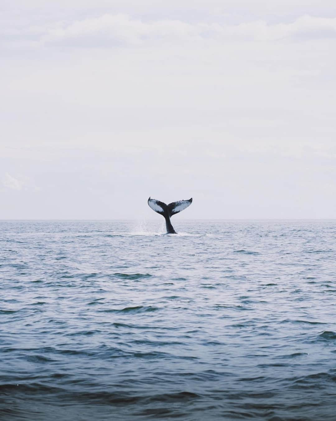 Explore Canadaさんのインスタグラム写真 - (Explore CanadaInstagram)「"This wasn’t my first time whale watching and it certainly won’t be my last! There is something really fascinating about going out onto the St. Lawrence River and knowing that there is potentially a mammal weighing over 10 tons (maybe even more, if you’re lucky) swimming underneath your boat!"⁠ ⁠ Have you ever been whale watching in Canada? #ExploreCanada #CanadaNice⁠ ⁠ *Know before you go! Check the most up-to-date travel restrictions and border closures before planning your trip and if you're travelling in Canada, download the COVID Alert app to your mobile device.*⁠ ⁠ 📷: @jeannemap⁠ 📍: @tourismequebec⁠ ⁠ #BonjourQuebec⁠」2月17日 2時12分 - explorecanada