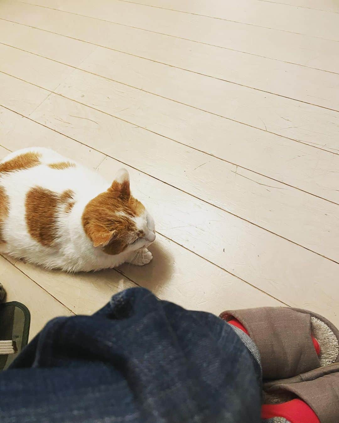 猫沢エミさんのインスタグラム写真 - (猫沢エミInstagram)「たぶん、特別なことはなにもいらないのだと思う。  毎晩みんなで優しいピアノジャズを聴きながら、言葉を使わないおしゃべりをする。  誰かがかならずイオの傍にいて、イオはゆっくりとしっぽをふる。  優しいこと、温かいこと、包み込むこと。  愛が満ち満ちて、心地よく眠くなる。  #猫沢組　#ピガ兄　#ユピ坊　#猫沢イオ　#イオの扁平上皮ガン日記」2月17日 2時25分 - necozawaemi