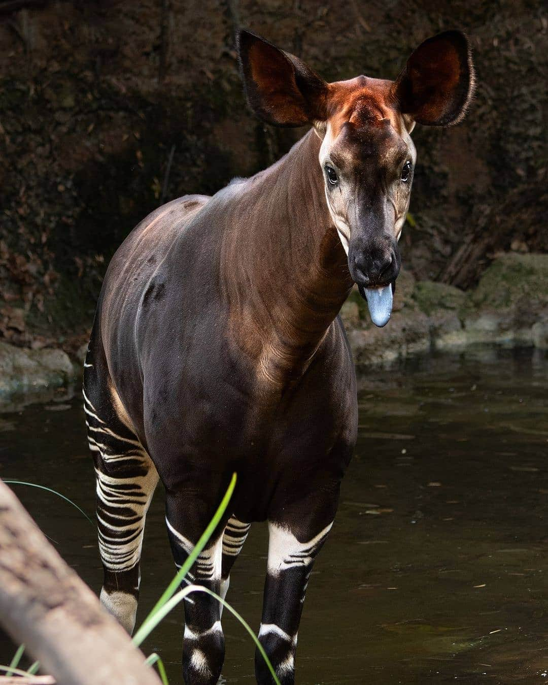 スラッシュさんのインスタグラム写真 - (スラッシュInstagram)「#Repost @lazoo  #TongueOutTuesday #Okapi #EndangeredSpecies iiii]; )'」2月17日 2時43分 - slash