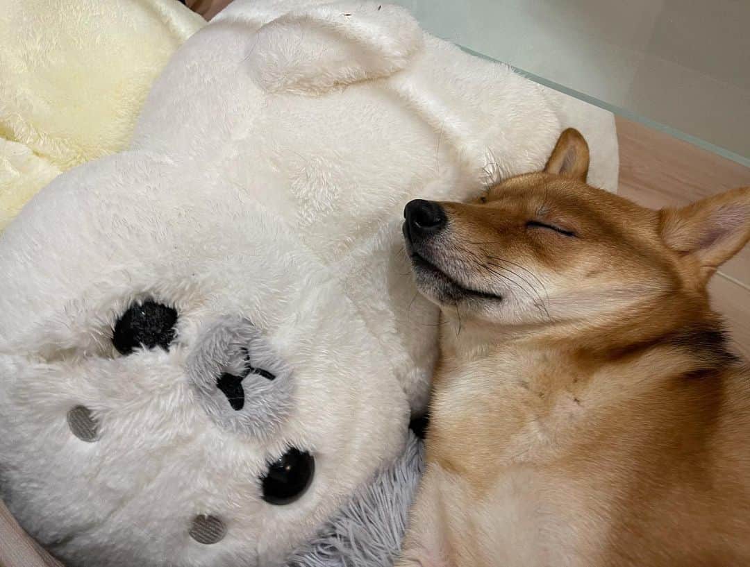環奈（長沢菜々香の飼い犬）のインスタグラム：「( ˘ω˘ )ｽﾔｧ…」