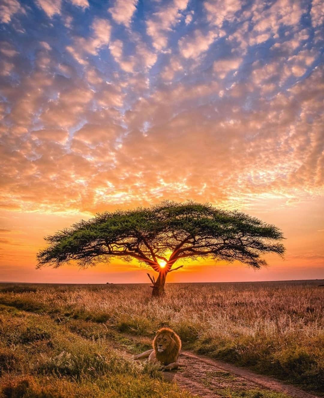 Earth Picsさんのインスタグラム写真 - (Earth PicsInstagram)「Sunset at Serengeti National Park in Tanzania 🌅 Photo by @agpfoto」2月17日 3時40分 - earthpix