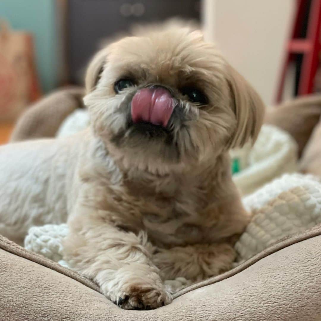 のインスタグラム：「Soft focus #tongueouttuesday」