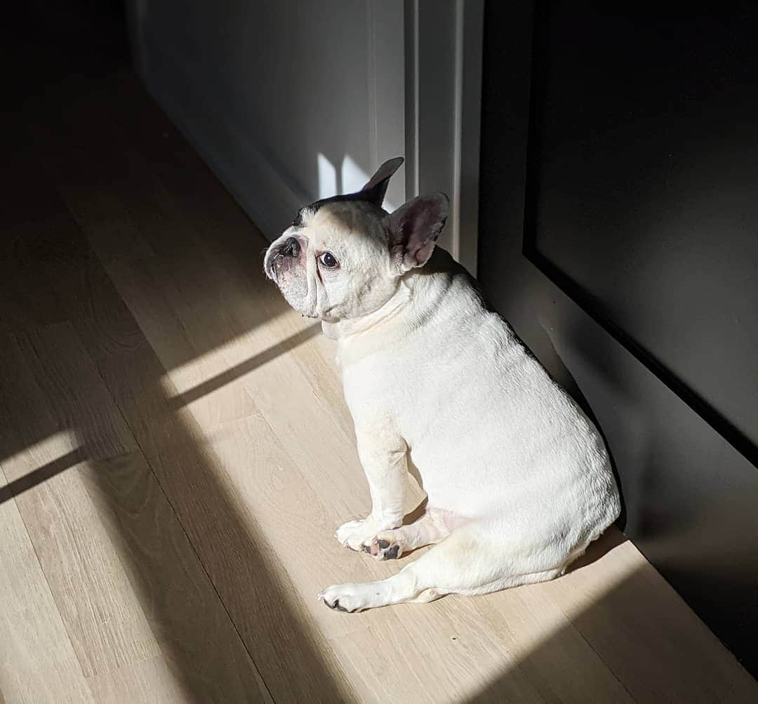 Manny The Frenchieさんのインスタグラム写真 - (Manny The FrenchieInstagram)「Warming my turkey leg」2月17日 3時44分 - manny_the_frenchie