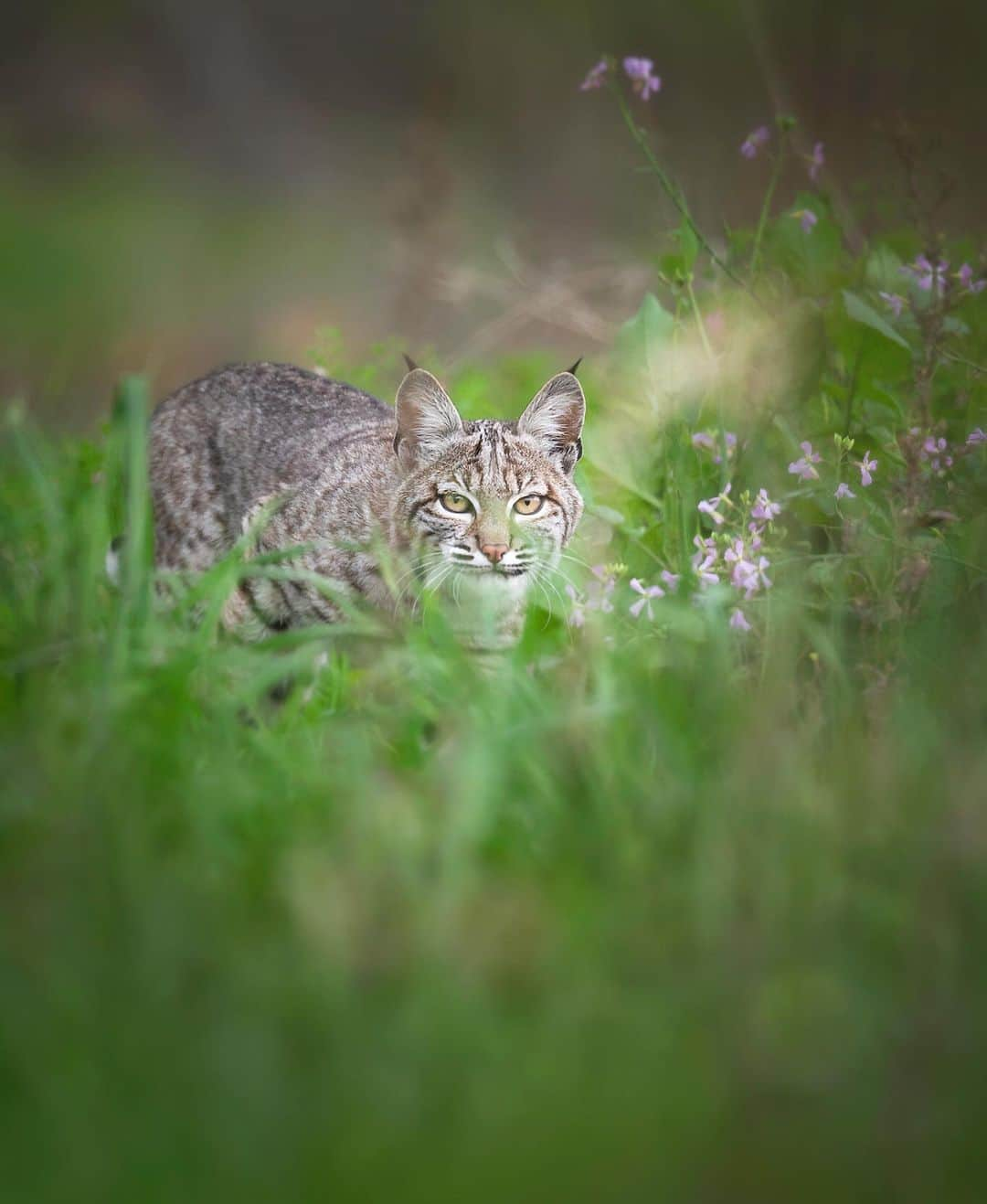 Chase Dekker Wild-Life Imagesさんのインスタグラム写真 - (Chase Dekker Wild-Life ImagesInstagram)「As I went into the prone position to photograph this bobcat from the lowest angle possible, it started to creep my way to make sure I wasn’t stalking it. I notice the same thing with my cat at home where if I pretend to hide or get real low, it triggers her hunting/hunted mode, so it’s quite amusing to see the same behavior with the bobcats. For most wildlife, getting lower seems to calm their nerves as we assume this means we look less threatening, but with cats it’s apparently the opposite (haven’t found the scientific journal on this, just my observations from the field). When I stand or sit down within the proximity of the bobcats, they barely look my way, but their curiosity is definitely peaked when I’m as low as can be. This particular cat got within about 20 feet where it could see me better through the grass, took a few sniffs, then continued to go about it’s business.」2月17日 3時50分 - chasedekkerphotography