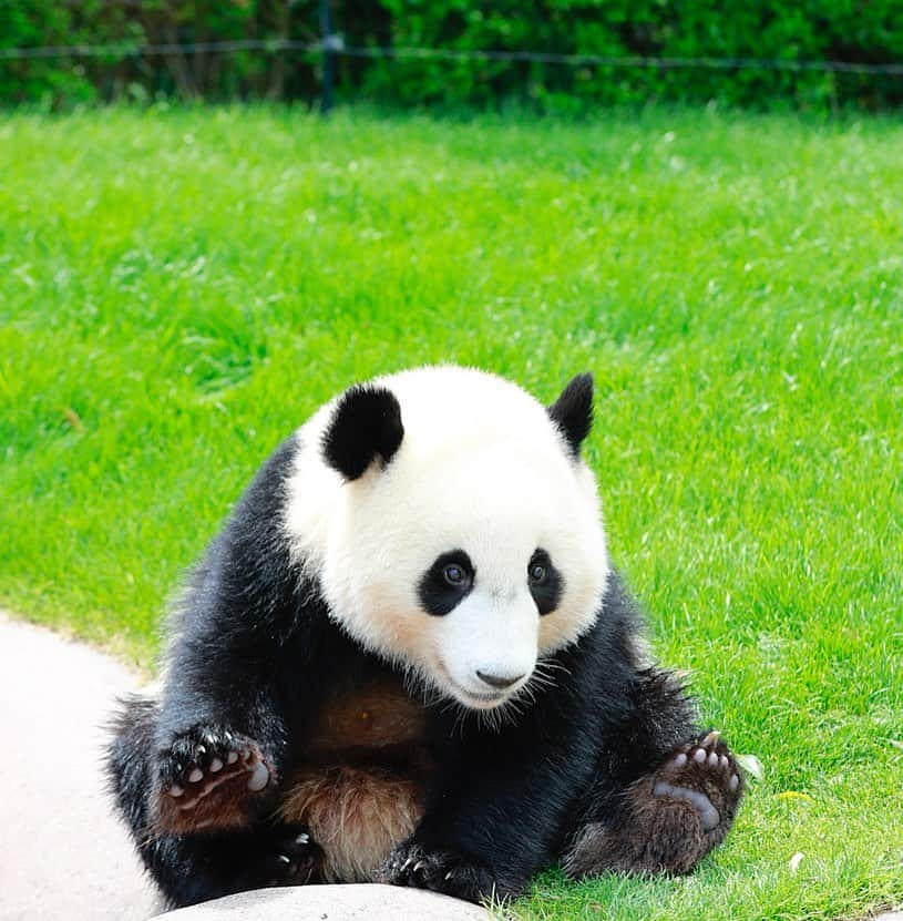 パンダ（白浜）さんのインスタグラム写真 - (パンダ（白浜）Instagram)「#結浜 as ＫＩＤ #pandalove #love 🐼😊🐼 #photography #adventureworld #アドベンチャーワールド #ADVENTUREWORLDPANDAS #baby #HELLOLITTLE #pandamental #hellopanda #ハローリトル #ハローパンダ #パンダグラビア #パンダ　and #panda #pandababy 🐼🐼🐼」2月17日 3時57分 - hellopanda_book