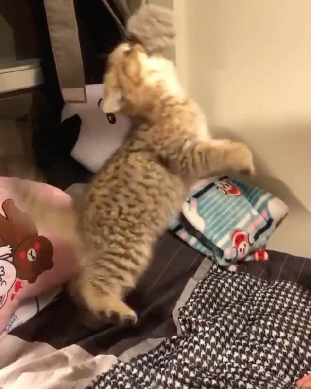 animalsのインスタグラム：「Cat-Fishing 😅 Tag a friend! ❤️ Video by: @chippie_gummy」