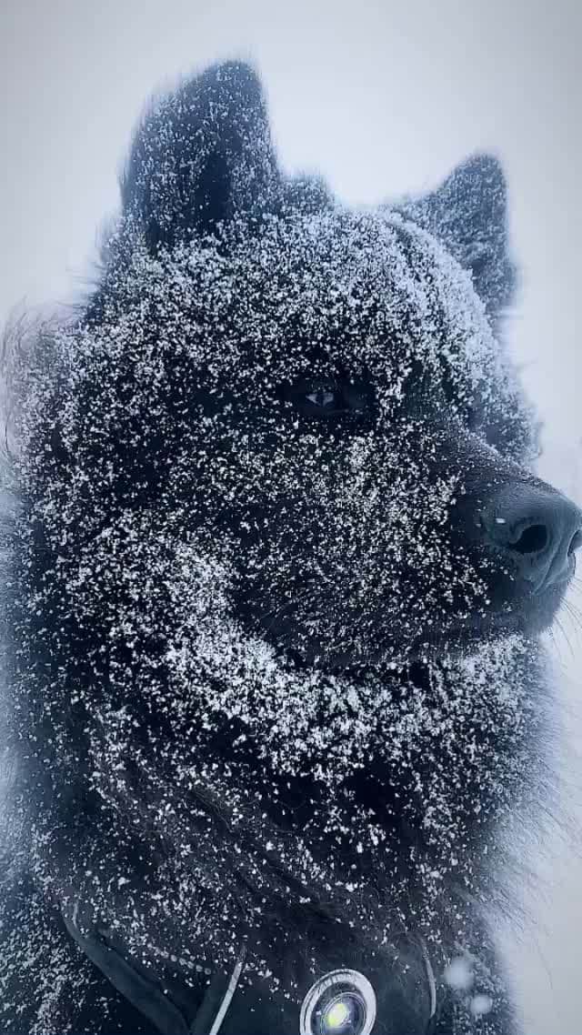 instagoodのインスタグラム：「@kibatheeurasier Winter is coming... ❄️  This is Kiba, a 2 year old male Eurasier. The Eurasier is a young breed of Spitz which was developed in Germany around 60 years ago. They were bred to be family companions and come in a variety of colors, like agouti, red agouti, black tan, and wolf cream.」