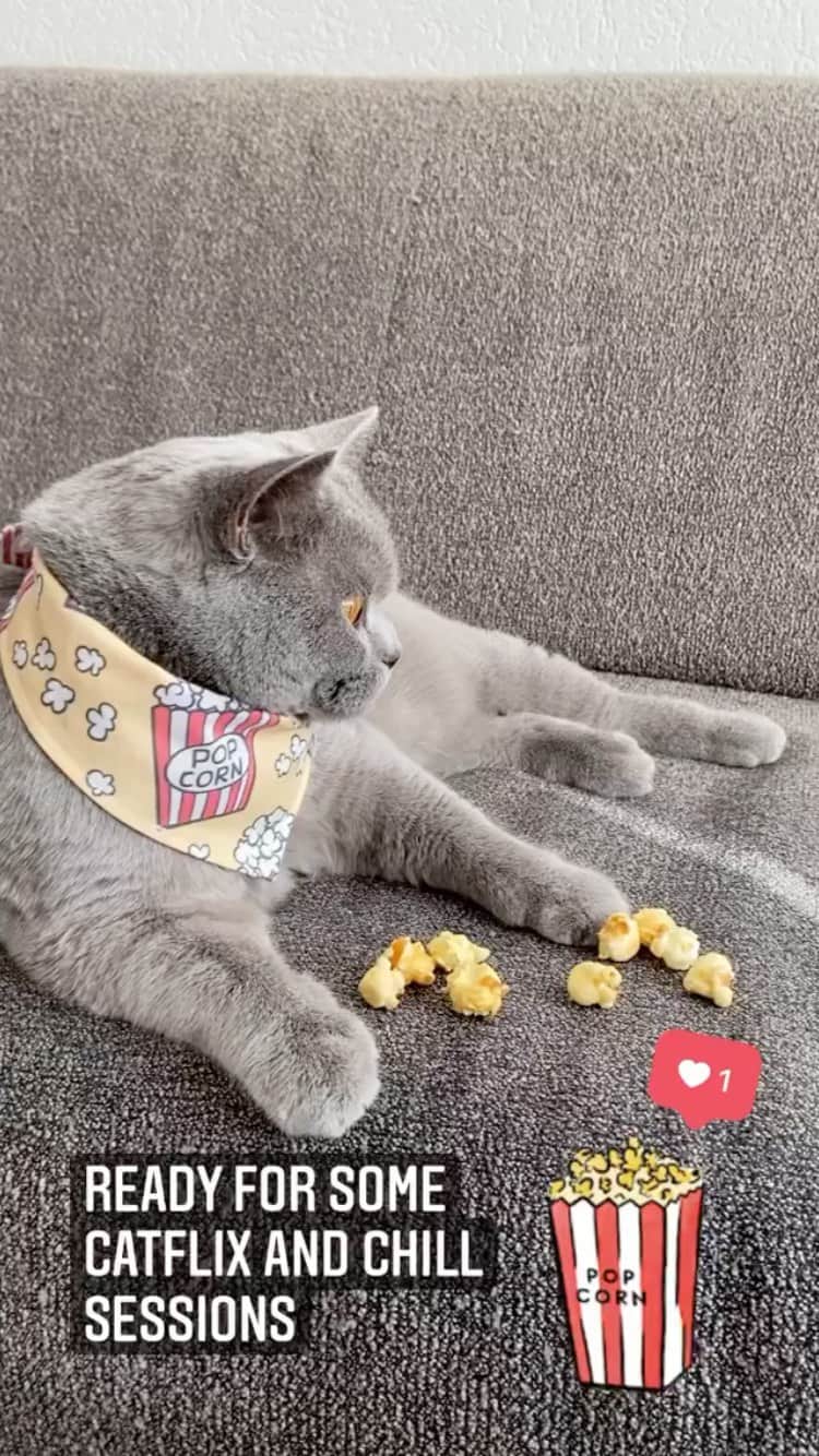The Cats Of Instagramのインスタグラム：「#Repost • @simba_faya You’re so golden 🍿🧡🔥  #BowTieTuesdsy #COIBowTie」