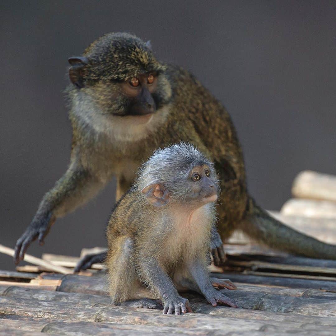 San Diego Zooさんのインスタグラム写真 - (San Diego ZooInstagram)「Monkeying around with the newest swamp baby. #SwampThing #MonkeySeeMonkeyDo #SanDiegoZoo」2月17日 4時50分 - sandiegozoo