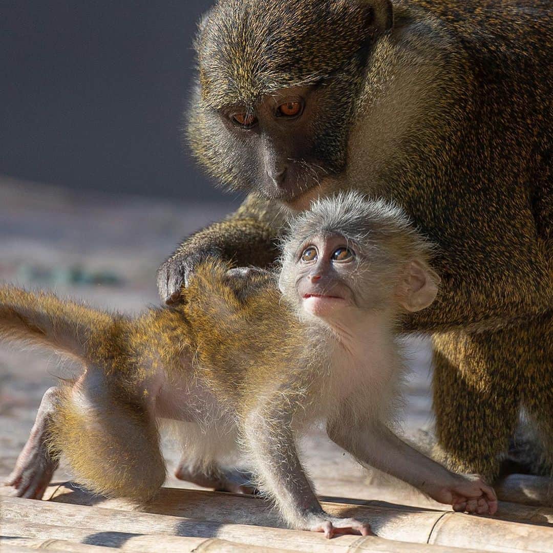 San Diego Zooさんのインスタグラム写真 - (San Diego ZooInstagram)「Monkeying around with the newest swamp baby. #SwampThing #MonkeySeeMonkeyDo #SanDiegoZoo」2月17日 4時50分 - sandiegozoo