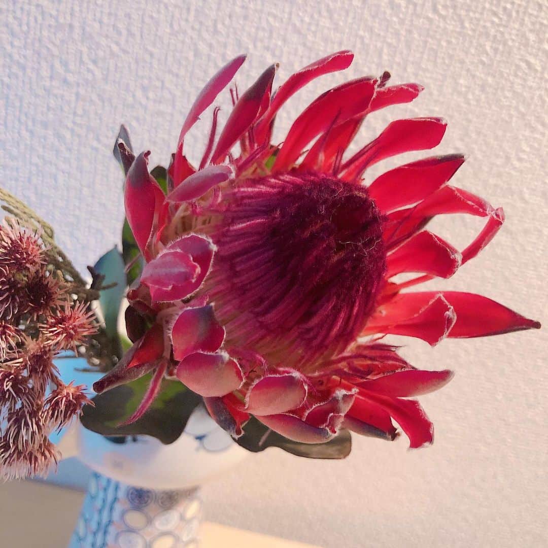 佐藤美希さんのインスタグラム写真 - (佐藤美希Instagram)「おはようございます☀﻿ ﻿ ﻿ 品種数の多いプロテア﻿ 花びらも葉も厚みがあってふわふわとしたフェルトのような質感！﻿ 色気があって存在感もある。 ドライフラワーにするのもいいみたい☺️﻿ 素敵💕﻿ ﻿ #今週の一輪﻿ #花のある暮らし﻿ #プロテア #花瓶はマネージャーさんからのプレゼント」2月17日 10時32分 - satomiki0626