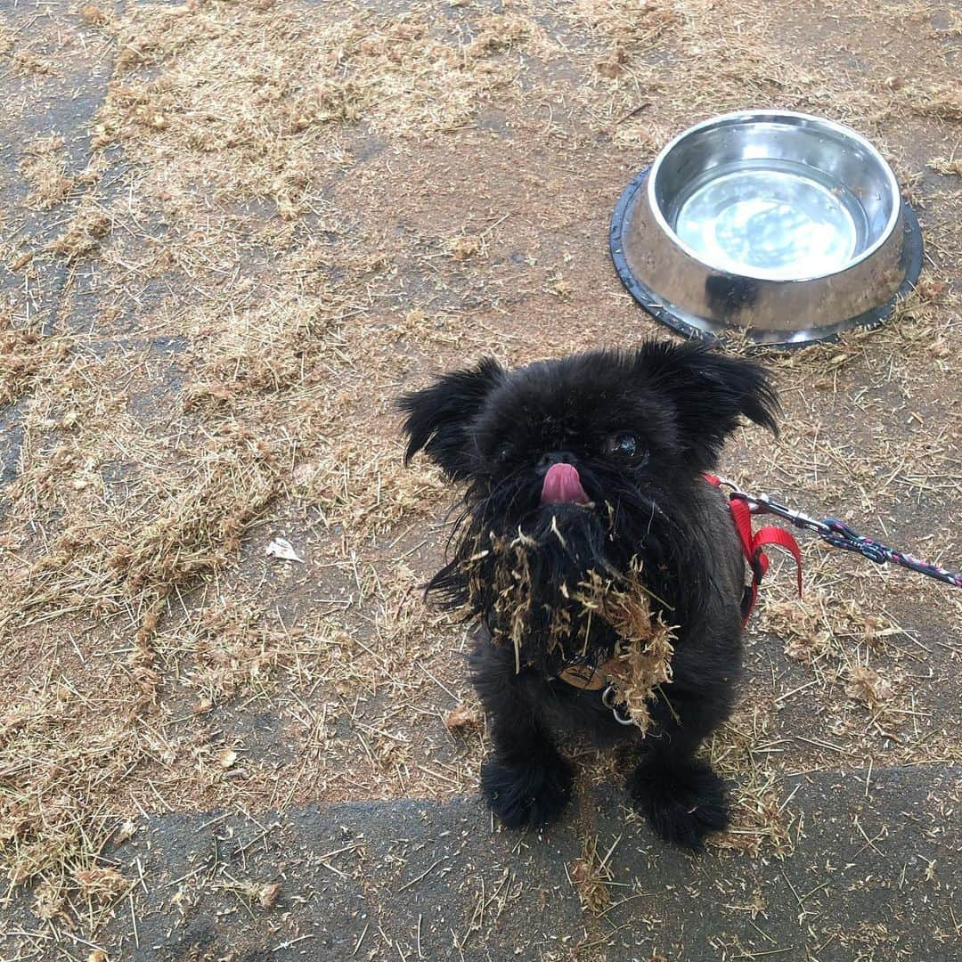 Digby & Aloのインスタグラム：「When the humans go out for brunch but they don’t get you anything so you need to find your own food 🥺」