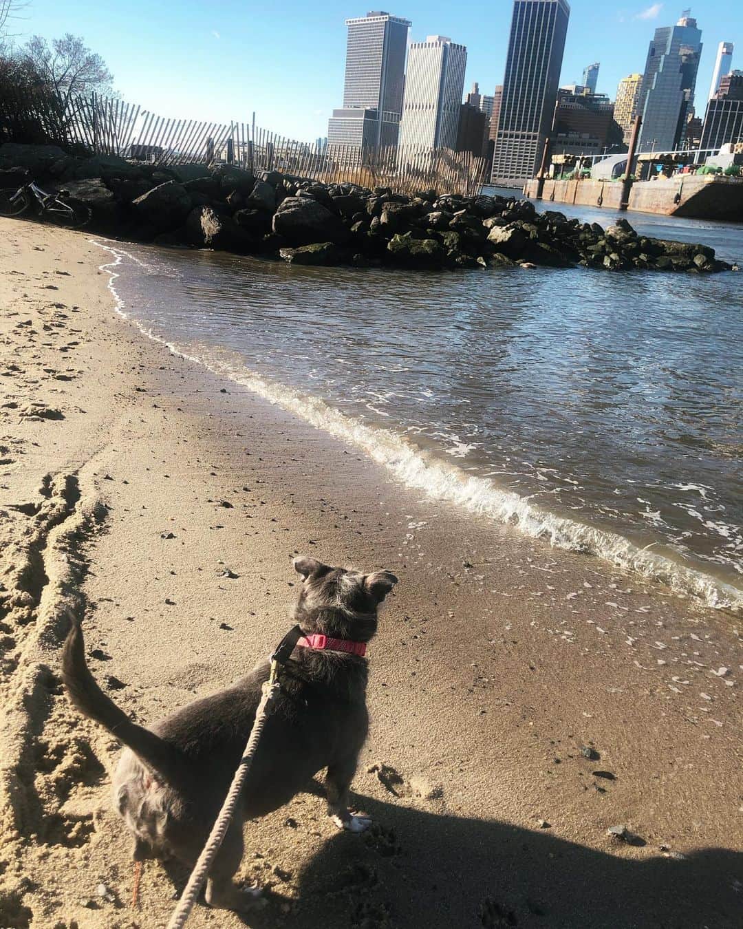 ズザンナ・シャコフスキーのインスタグラム：「A sliver of happy hope for the spring that will someday come. @thecindydoggy #dogsofbrooklyn #badassanimalrescue」