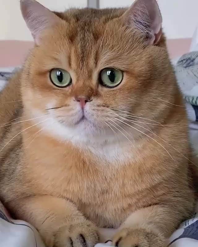 Cats of Instagramのインスタグラム：「From @toasted_elvis: “I am a Big Fluff 🍔” #catsofinstagram」