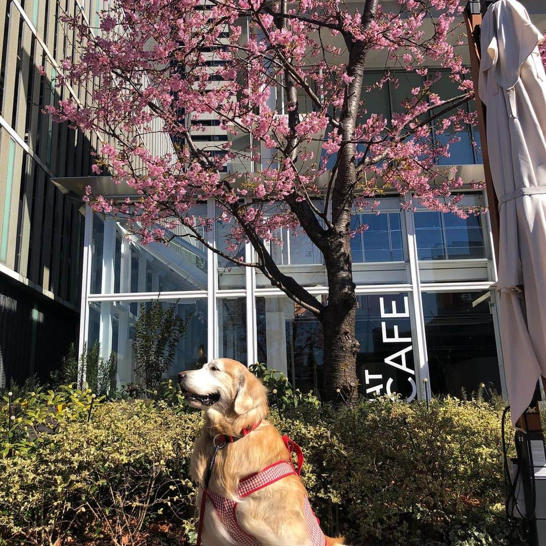 高橋ひとみさんのインスタグラム写真 - (高橋ひとみInstagram)「モモエのお散歩🚶‍♀️ 光を浴びて嬉しそうなモモエです。もっとたくさん色々な所に連れて行ってあげたいです。」2月17日 6時49分 - hitomi_momoe