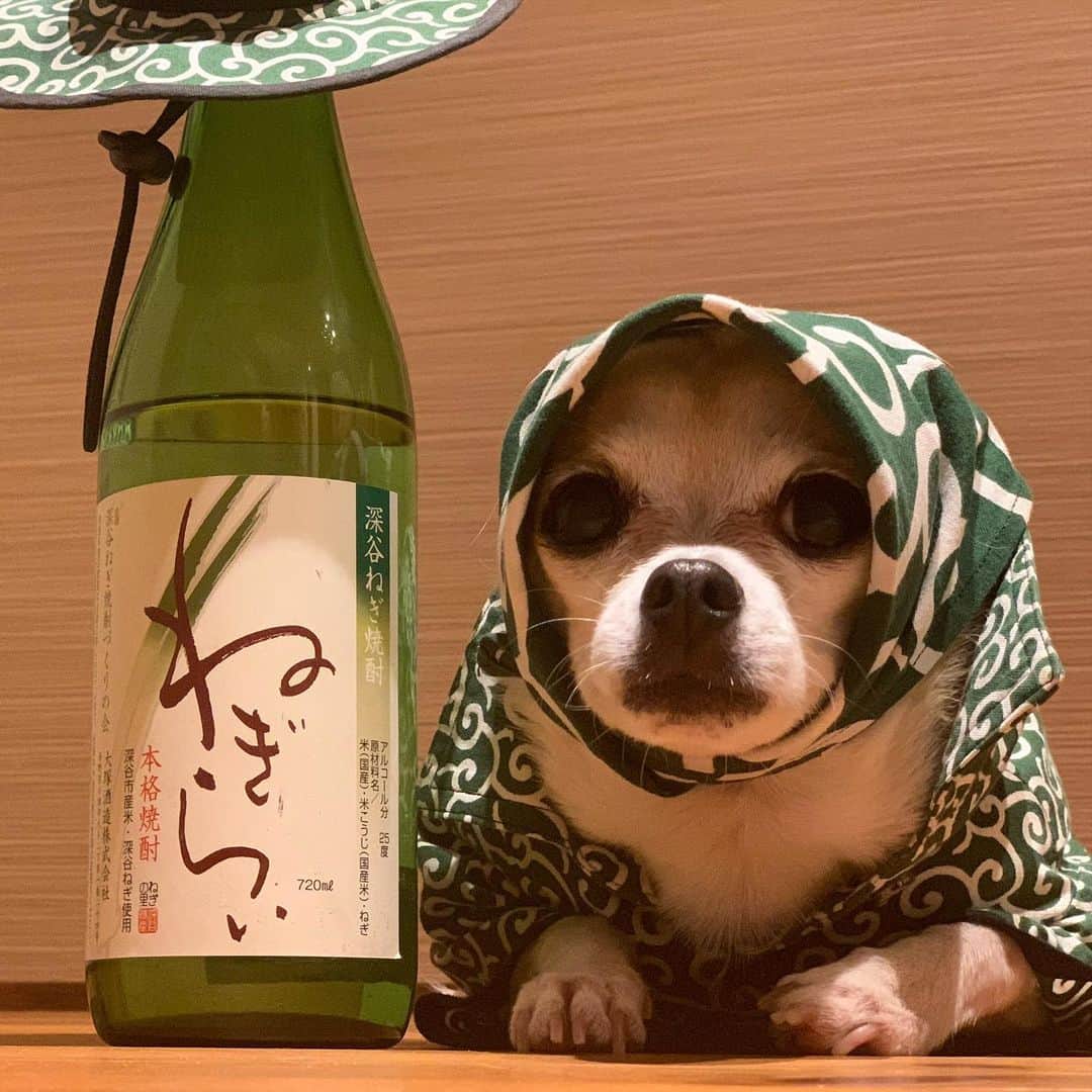 紋次郎さんのインスタグラム写真 - (紋次郎Instagram)「Good morning.  今日もお疲れ様です😊 ねぎらいの言葉って日本の美しい文化だと思う。 でも、ネギ焼酎はストレートやロックだとちょっと進まないかな🤣だし割とかなら美味しいのかなぁ  #dog#dogstagram#instadog#chihuahua#barkbox#mydogiscutest#buzzfeed#dog_features#fluffypack#barkpack#dogsofinstaworld#dogsofinstagram#犬#チワワ#手作り#handmade#着物#fashion#紋次郎一家#チーム茶#ふわもこ部#igersjp#peco犬部#dogsofinstagram#dogfashion」2月17日 6時50分 - montjiro
