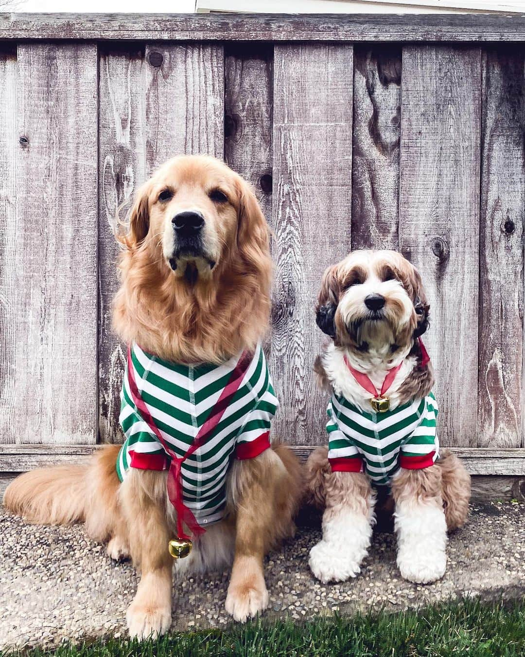 Buddy Boo Blueのインスタグラム：「We are clearing out piles of dog stuff we’ve accumulated over the years, and much to their delight I found their Christmas outfits.」