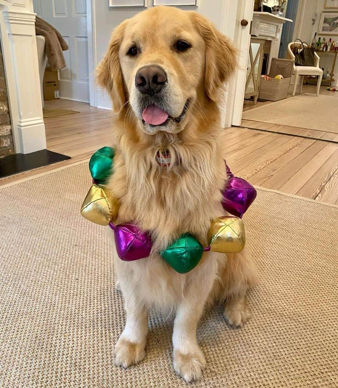 BarkBoxさんのインスタグラム写真 - (BarkBoxInstagram)「HAPPY FAT TUESDAY from us and also @hereibroughtyouthis! Squeaky beads and drinks for everyone... in your own individual homes 😆」2月17日 7時02分 - barkbox