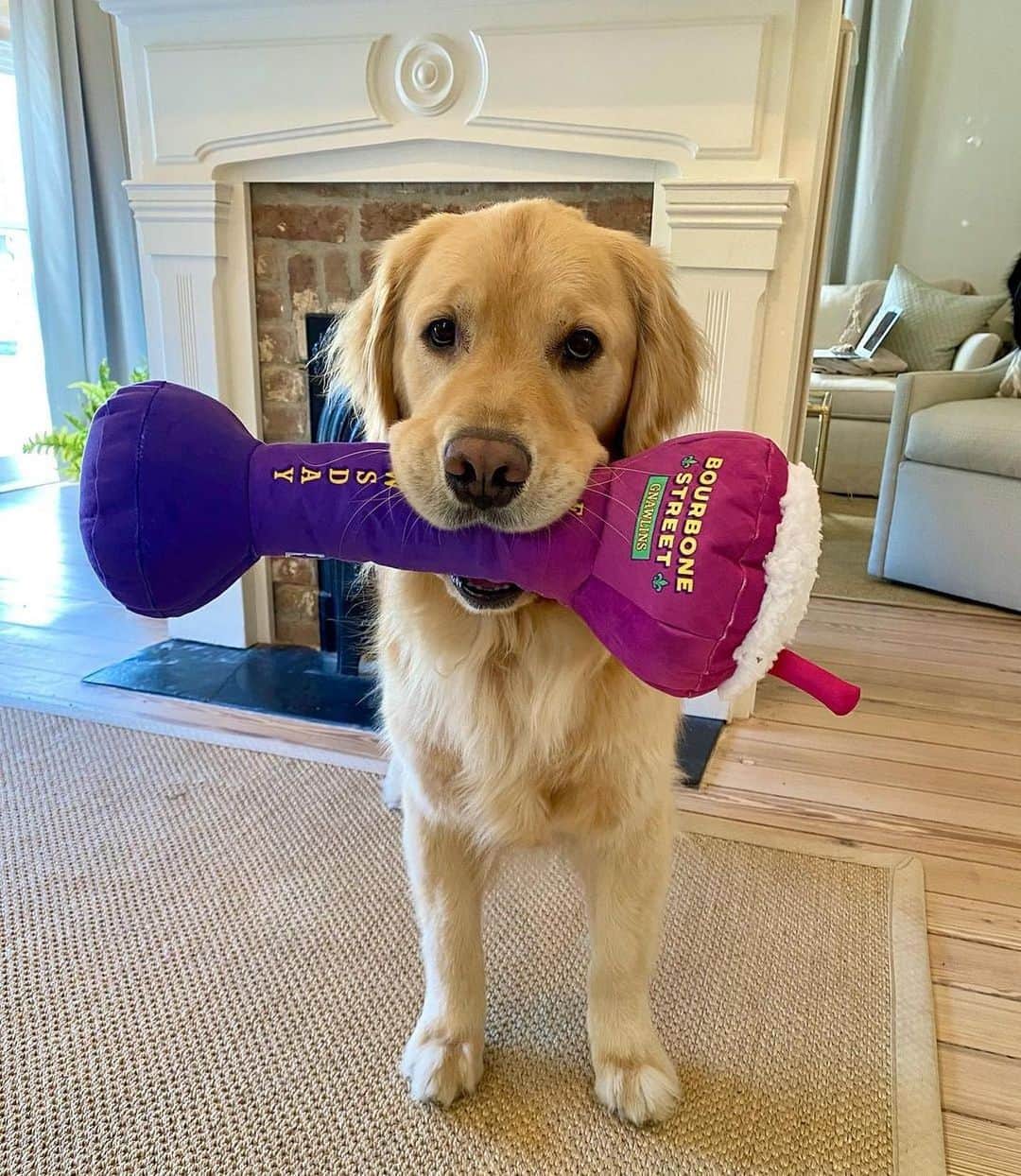 BarkBoxのインスタグラム：「HAPPY FAT TUESDAY from us and also @hereibroughtyouthis! Squeaky beads and drinks for everyone... in your own individual homes 😆」