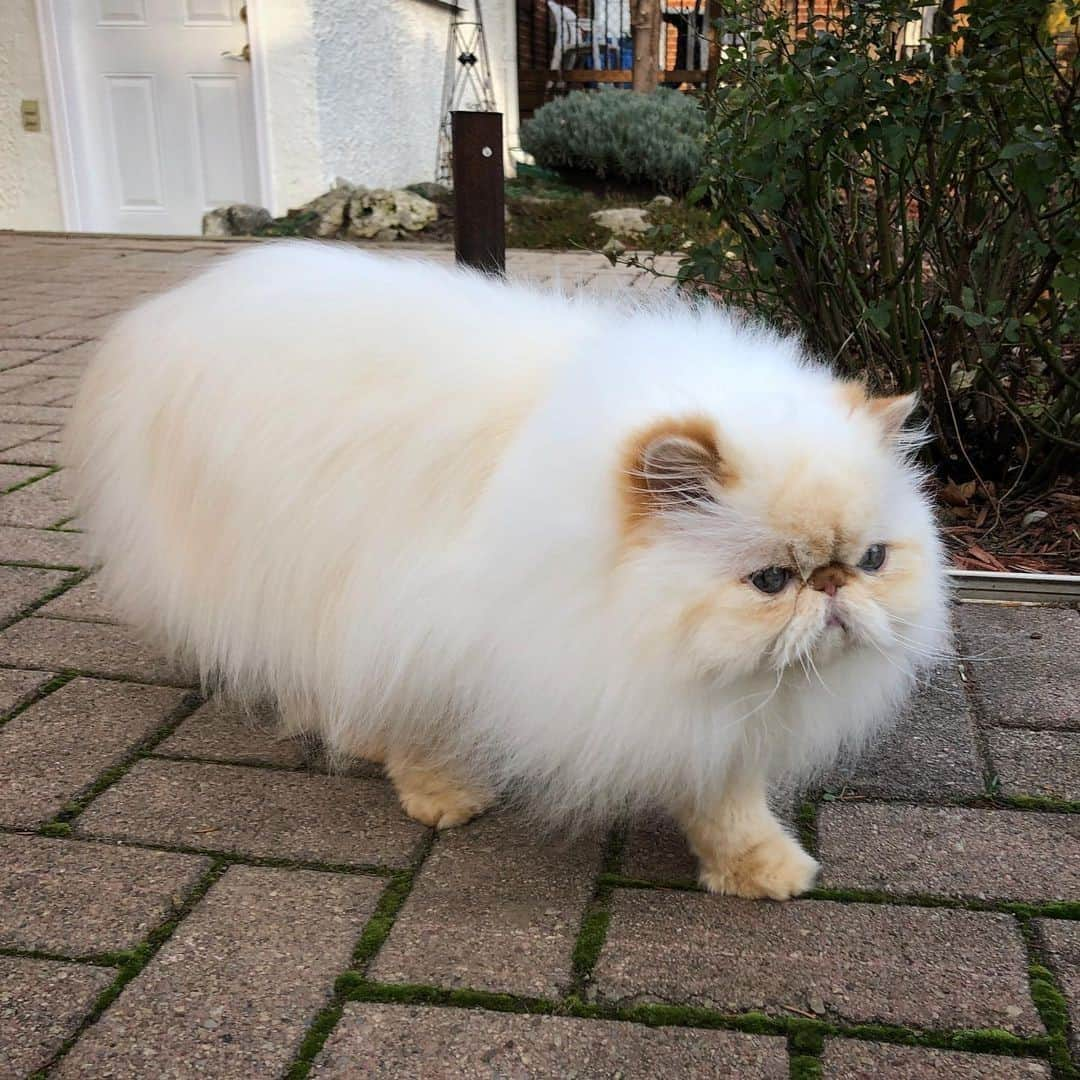 Aww Clubさんのインスタグラム写真 - (Aww ClubInstagram)「CATerpillars⠀ ⠀ 📷@bowiespacecat⠀ ⠀ #meowed #bowiespacecat #fluffycat #🍞 #himalayan #persiancats #exoticlonghair」2月17日 7時00分 - meowed