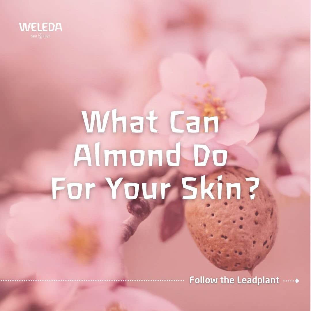 Weledaさんのインスタグラム写真 - (WeledaInstagram)「Do you have Sensitive skin? 🌸 SWIPE to discover what Almond can do for you! #WeledaSkin」2月17日 7時06分 - weleda_usa
