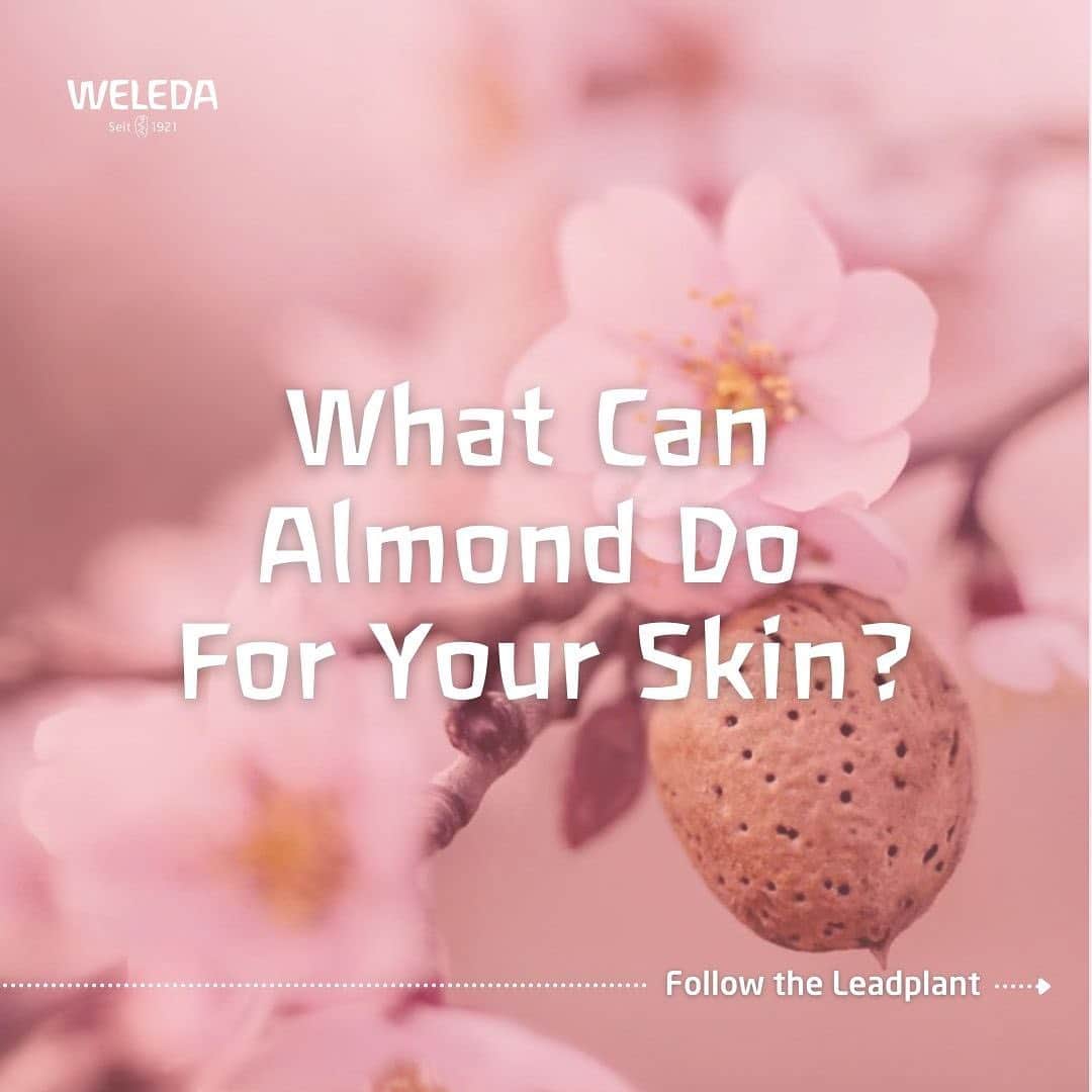 Weledaのインスタグラム：「Do you have Sensitive skin? 🌸 SWIPE to discover what Almond can do for you! #WeledaSkin」