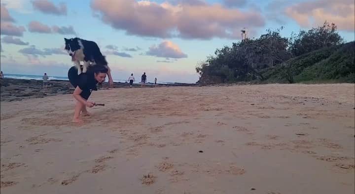DogsOf Instagramのインスタグラム：「“We’ve got tricks for days!” @bordercolliefrankie knows over 400 tricks 🙌 🐾 How many can you count in this video?  #dogsofinstagram #bordercolliesofinstagram #bordercollie #trickoftheweek #tuesdaytricks #dogtricks」