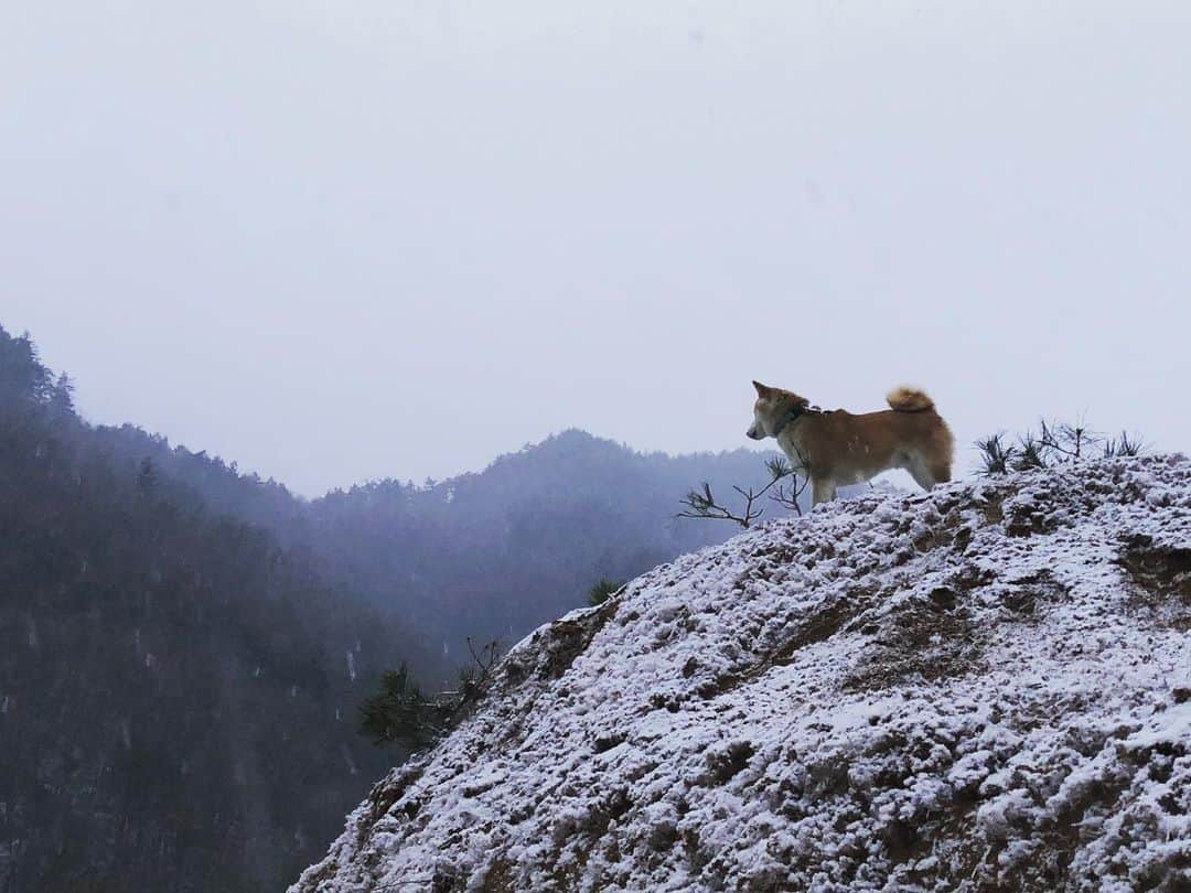 篠原信一さんのインスタグラム写真 - (篠原信一Instagram)「雪が降るなか山に朝散歩🐕🐶❄️  #柴犬 #しばいぬ #ゴールデンレトリバー #小鉄とニコの大冒険  #shibainu #goldenretriever #いぬすたぐらむ #いぬのいる暮らし #犬との暮らし #朝散歩 #雪の中」2月17日 7時12分 - kotetu__niko