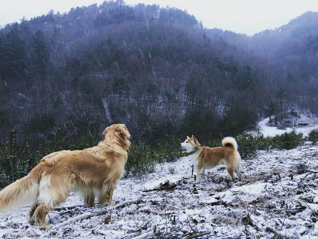 篠原信一さんのインスタグラム写真 - (篠原信一Instagram)「雪が降るなか山に朝散歩🐕🐶❄️  #柴犬 #しばいぬ #ゴールデンレトリバー #小鉄とニコの大冒険  #shibainu #goldenretriever #いぬすたぐらむ #いぬのいる暮らし #犬との暮らし #朝散歩 #雪の中」2月17日 7時12分 - kotetu__niko