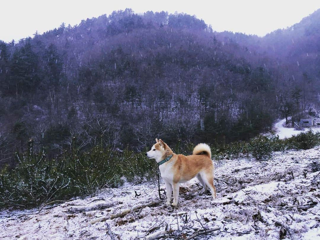 篠原信一さんのインスタグラム写真 - (篠原信一Instagram)「雪が降るなか山に朝散歩🐕🐶❄️  #柴犬 #しばいぬ #ゴールデンレトリバー #小鉄とニコの大冒険  #shibainu #goldenretriever #いぬすたぐらむ #いぬのいる暮らし #犬との暮らし #朝散歩 #雪の中」2月17日 7時12分 - kotetu__niko