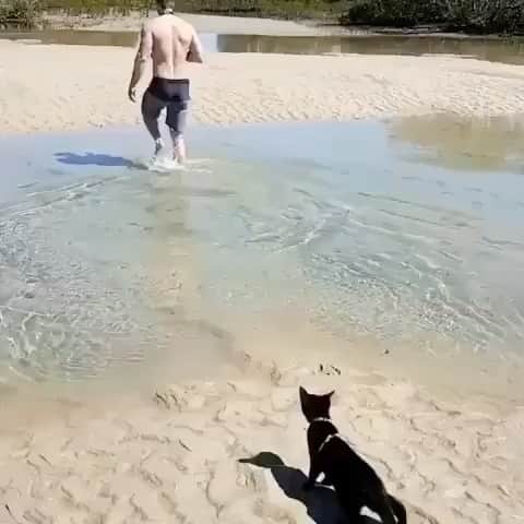 Cute Pets Dogs Catsのインスタグラム