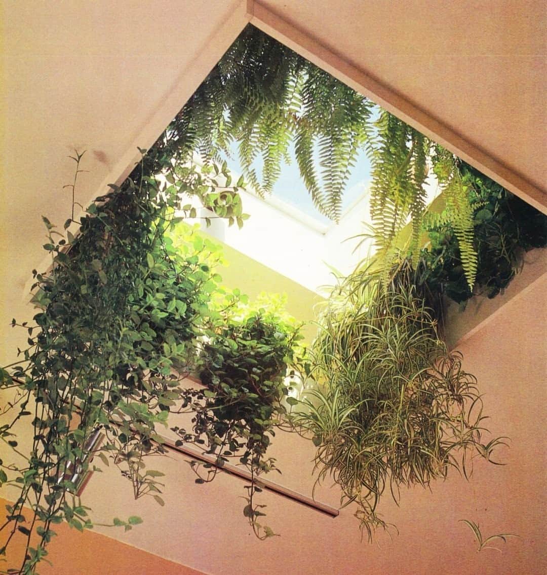 カレントエリオットのインスタグラム：「#plantspo feat. earthy skylights」