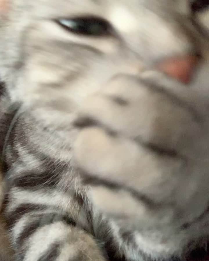 のインスタグラム：「Good morning! Bonjour!﻿ Washing 🧼. 👅🔉 (Check my fluffy belly in the latter part of the video😸😆） * おはようございますにゃん！ 美意識高い系男子の洗顔タイム👅🔉　ビデオ後半にみえてくる、もふもふの下腹あたりも、かわいいですよ😂😍 * #catstagram #cat_features  #topcatphoto #cutepetclub #catsofinstagram #cats_of_world #meowsandwoofs #meowvswoof﻿ #excellent_cats #catstocker  #bestmeow #INSTACAT_MEOWS #peco #animalsco #mofmo #みんねこ #ふわもこ部 #ねこのきもち #アメショー #アメリカンショートヘア #猫 #猫好きさんと繋がりたい #nekoclub」