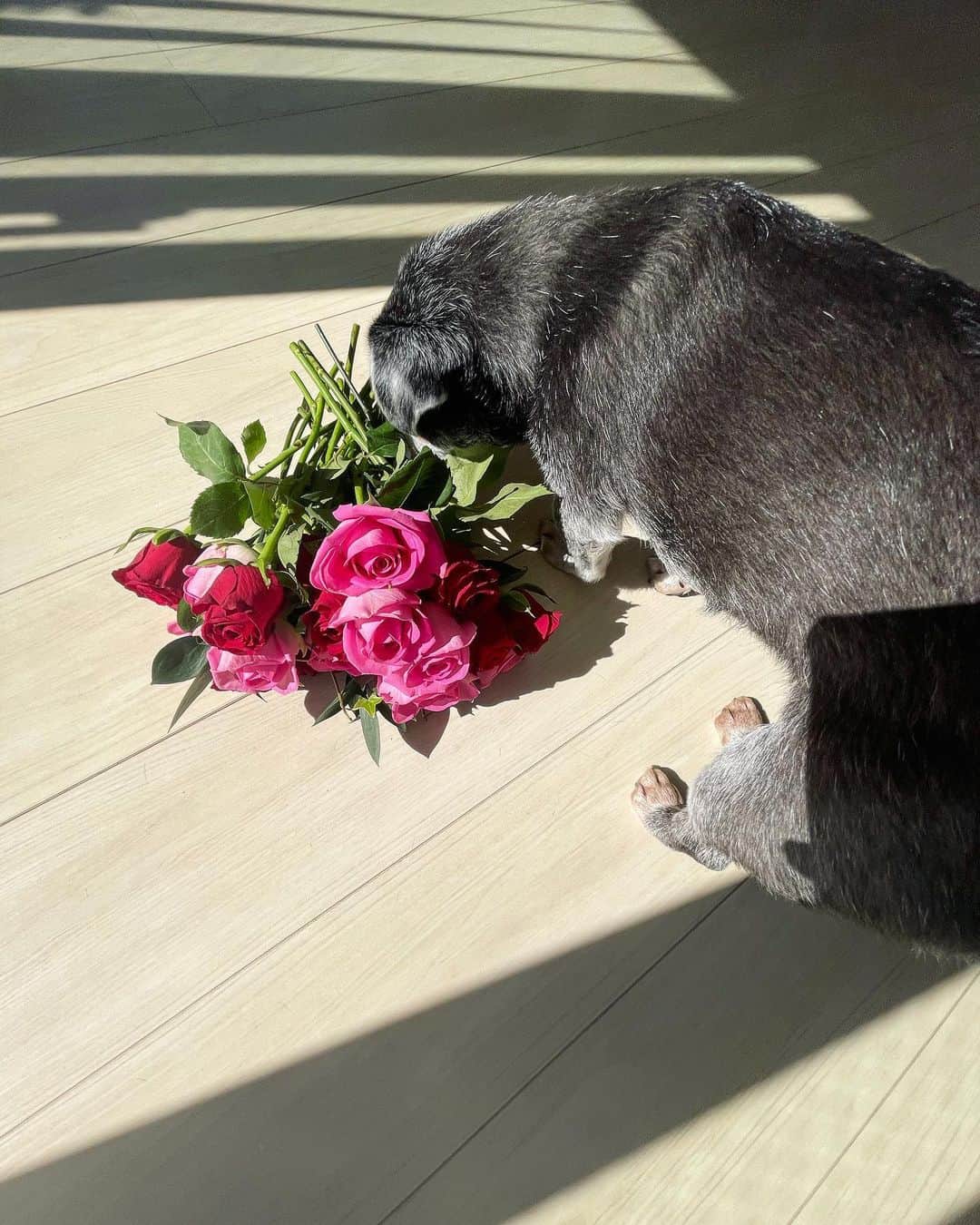 里海のインスタグラム：「ぷぅと薔薇🌹」