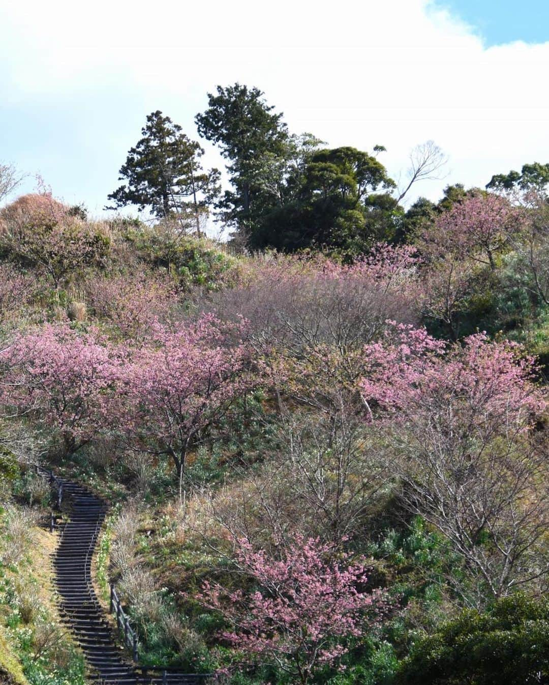 小野真弓さんのインスタグラム写真 - (小野真弓Instagram)「おはようございます🌸🌸🌸 強風でいつもの橋通れず、海を渡れず🌊🍃 ぐるりと丘周り🚗💨☺️ いつもより早く出発！早く到着！ 仕事先の駐車場にて、ほっとひと息中です☕️✨ 年に一度あるかないかの、ぐるり旅。 旅感、増し増し出勤タイムでした✌️ 今日も良い一日を〜😷🍀 #チワワ#ハナちゃん #チワマル#ハルくん #河津桜#梅#春らんまん#佐久間ダム#千葉暮らし#わん散歩風景#犬のいる暮らし#千葉県南部#アクアライン通勤 ハナハル、にこにこお花見わんこ🌸🐾」2月17日 8時10分 - hanaharuaroi