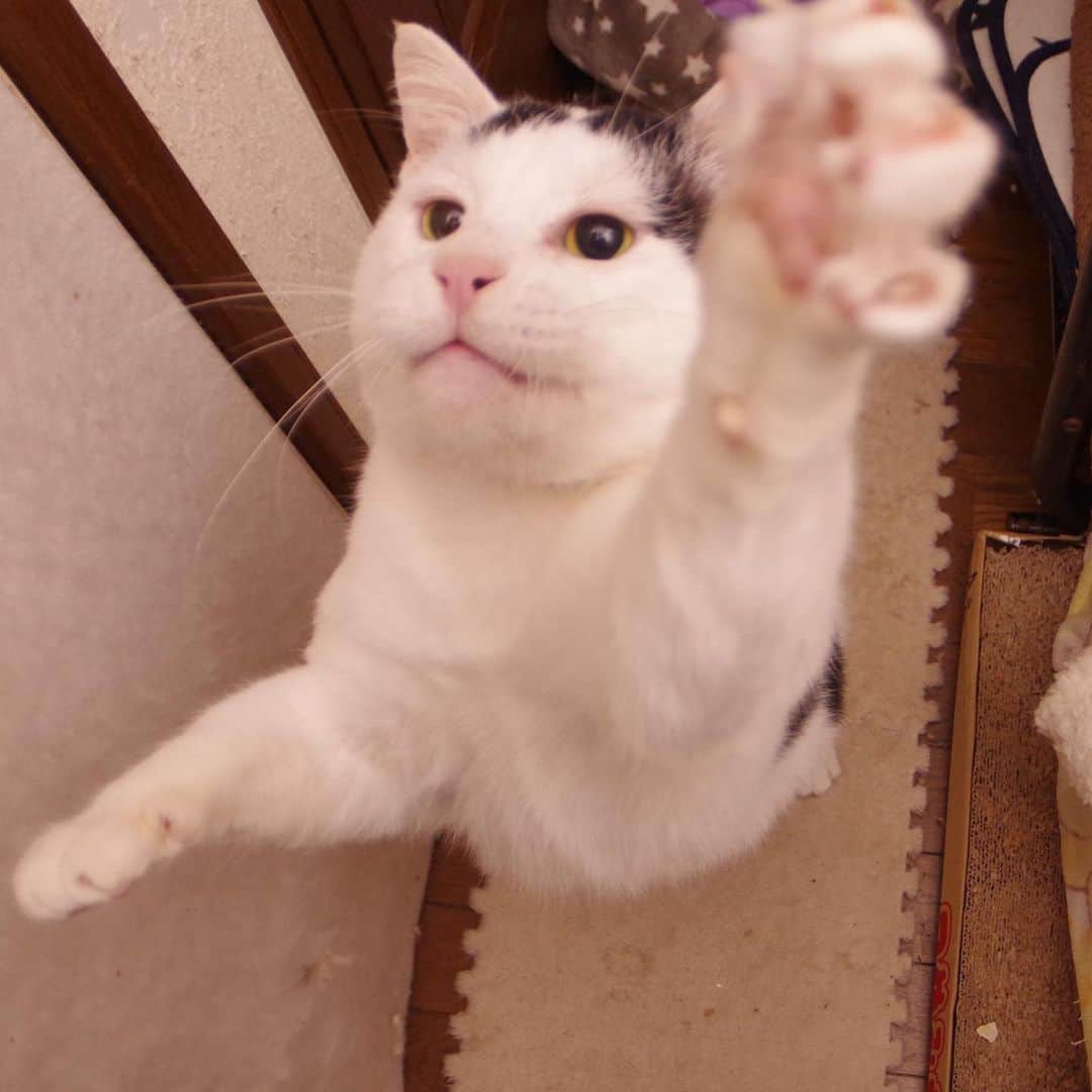 Kachimo Yoshimatsuさんのインスタグラム写真 - (Kachimo YoshimatsuInstagram)「今日は17日、ナナの日。 一年前のナナクロ。 Nanakuro a year ago. Photo:2020.02.17 やっぱりヨウカンさんぽいなあ。 #うちの猫ら #猫 #ねこ #yohkan #nanakuro #cat #ネコ #catstagram #ネコ部 http://kachimo.exblog.jp」2月17日 8時16分 - kachimo