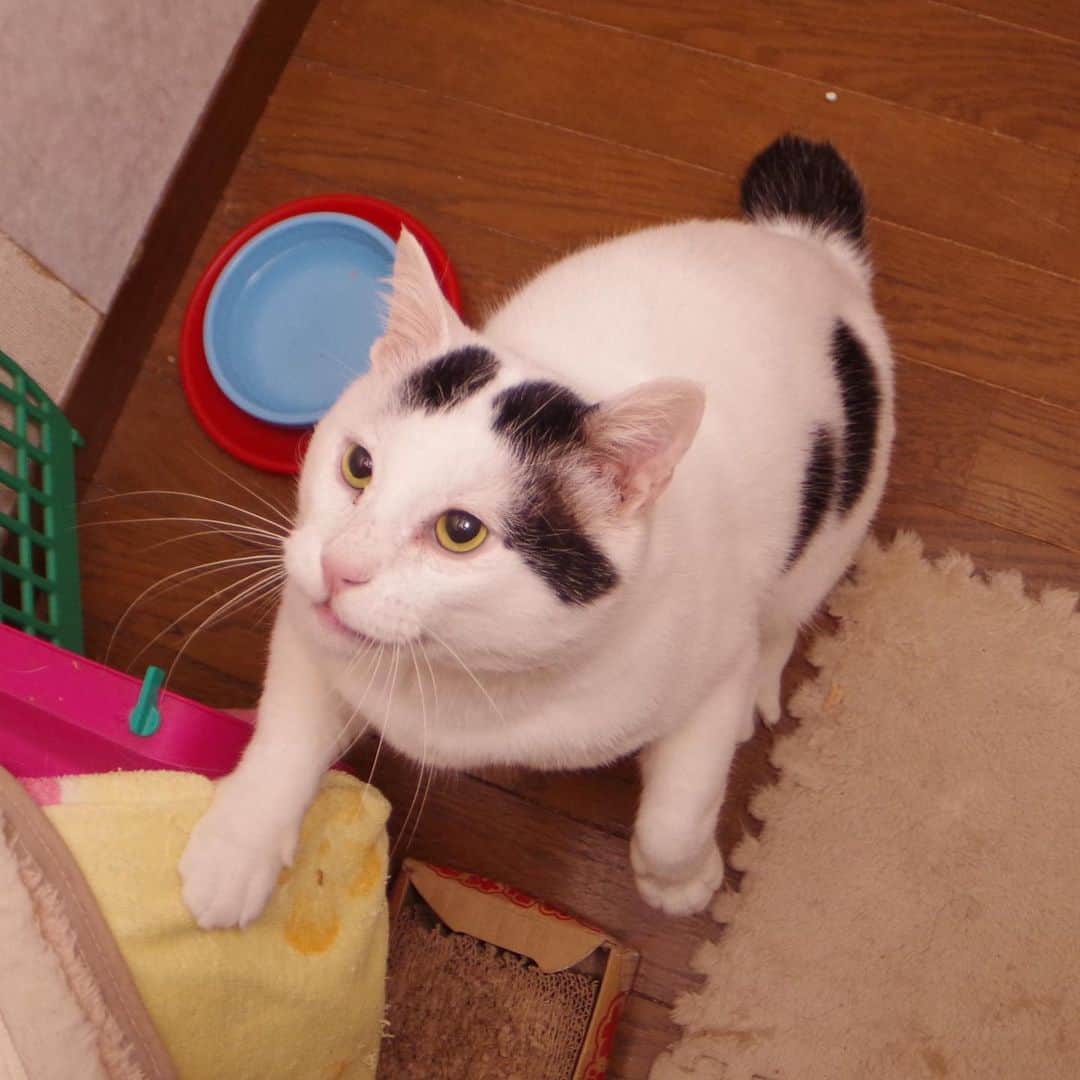 Kachimo Yoshimatsuさんのインスタグラム写真 - (Kachimo YoshimatsuInstagram)「今日は17日、ナナの日。 一年前のナナクロ。 Nanakuro a year ago. Photo:2020.02.17 やっぱりヨウカンさんぽいなあ。 #うちの猫ら #猫 #ねこ #yohkan #nanakuro #cat #ネコ #catstagram #ネコ部 http://kachimo.exblog.jp」2月17日 8時16分 - kachimo