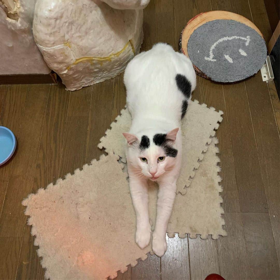 Kachimo Yoshimatsuのインスタグラム