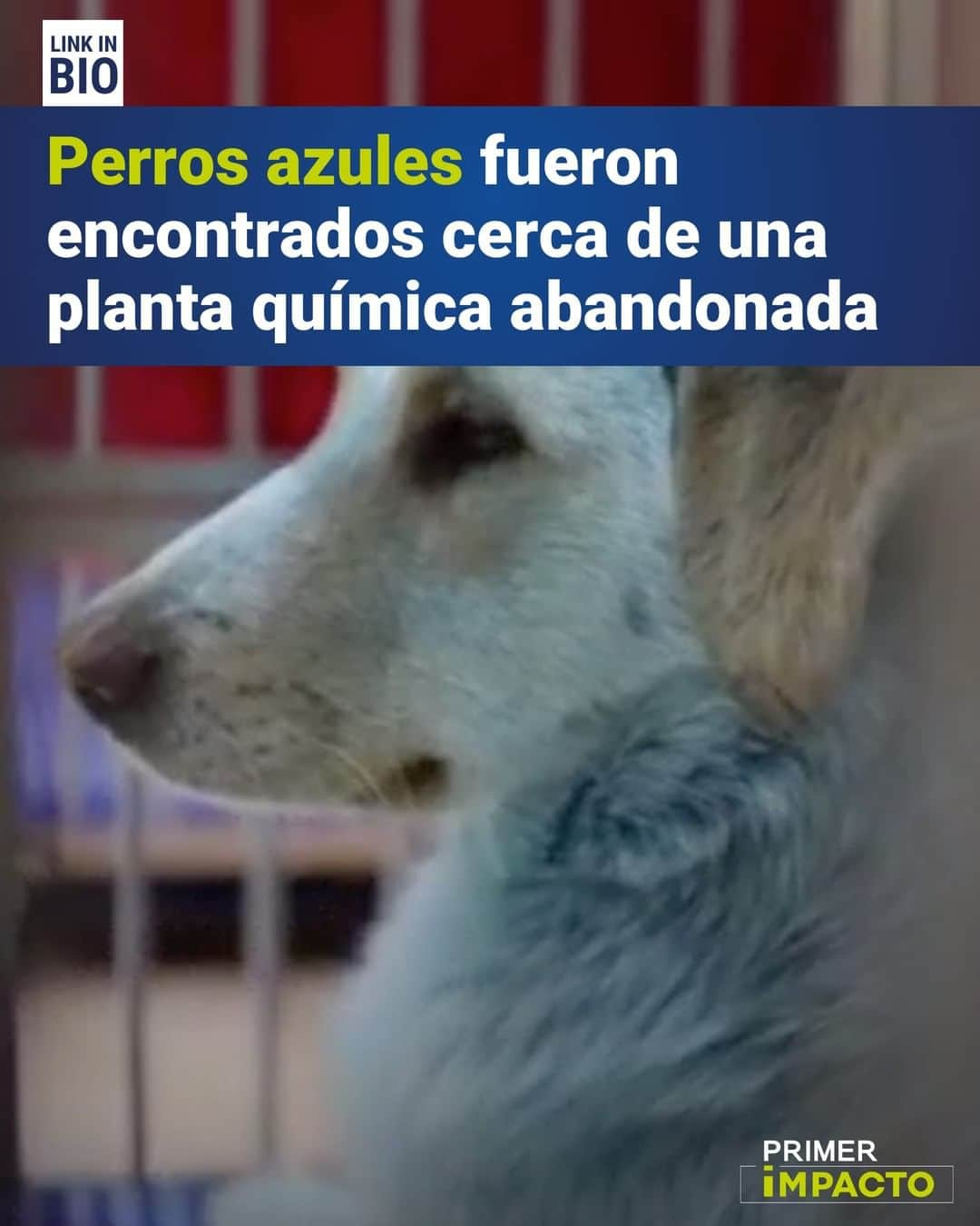 Primer Impactoさんのインスタグラム写真 - (Primer ImpactoInstagram)「Varios perros de color azul fueron vistos en #Rusia y han causado sorpresa mundial.  Estos animales se encuentran cerca de una planta de químicos que está abandonada.  Veterinarios aseguran que las condiciones de salud de los perros es ópita, están activos y presentan sed y hambre.  Más de esta noticia en el link de nuestra biografía.  #PrimerImpacto.」2月17日 8時38分 - primerimpacto