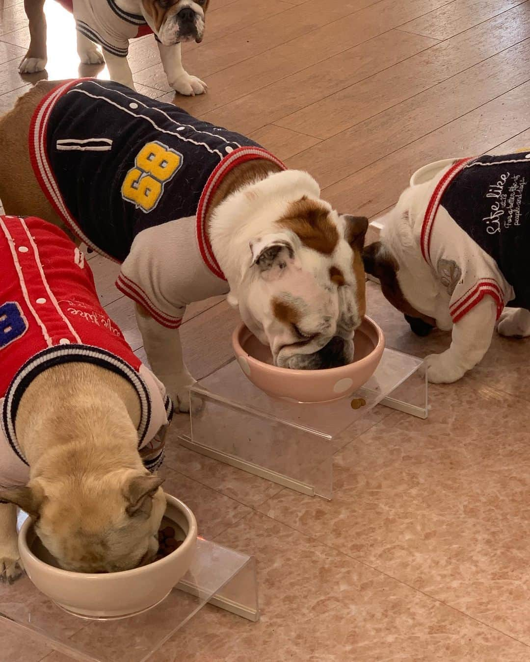 北斗晶さんのインスタグラム写真 - (北斗晶Instagram)「ご飯の時間です‼️  梅ちゃんが、ご飯をこぼすのを毎日楽しみに待ってるでんでんの姿も見てください😅  #花梅田鈴  #ご飯の時間  #frenchbulldog  #englishbulldog  ＃でんでんの拾い食い」2月17日 8時33分 - hokutoakira_official