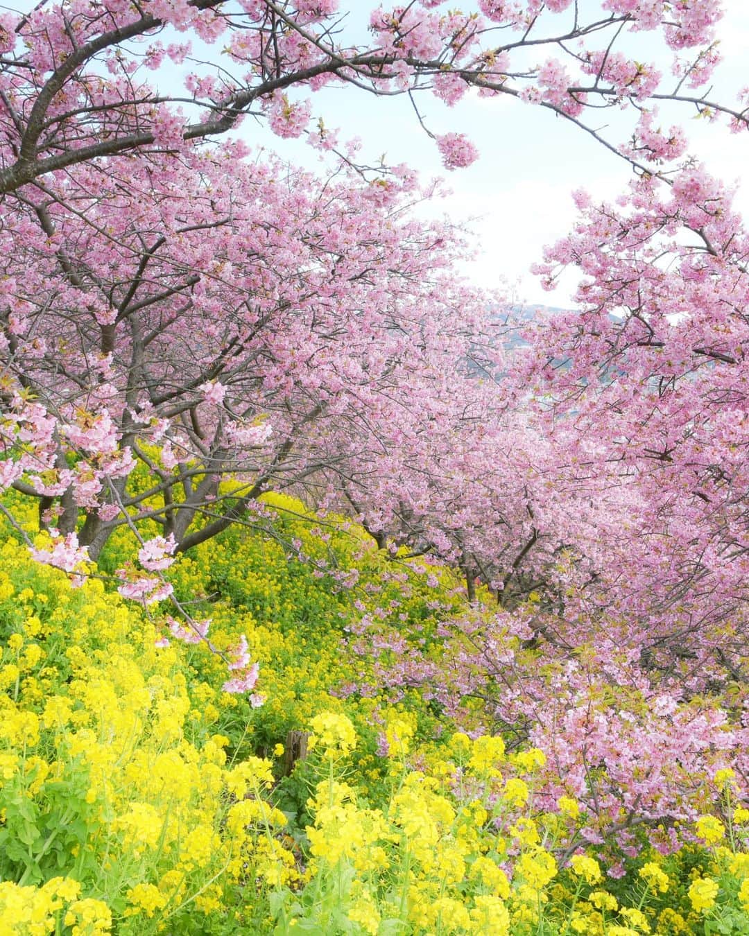 masayaのインスタグラム：「残念ながら今年のまつだ桜まつりは中止。現在例年より早く満開になったそうです。過去picより Kawazu cherry blossoms Matsuda Kanagawa Prefecture」