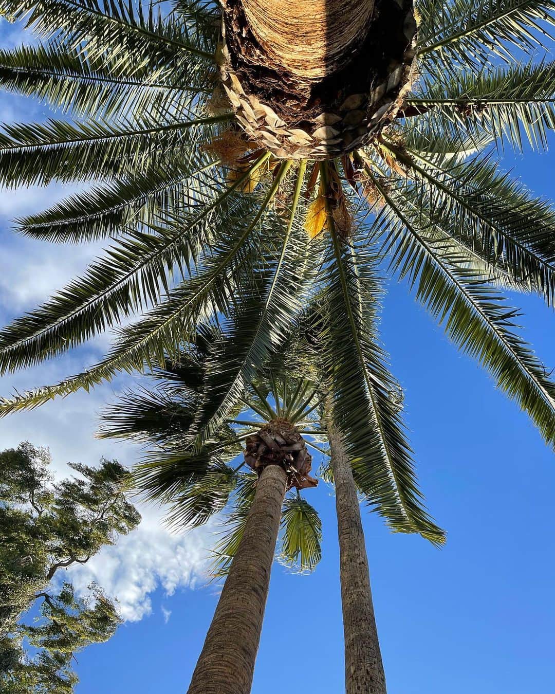 ダルビッシュ有のインスタグラム：「🌴☀️」