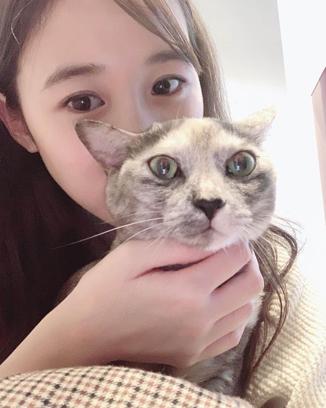 吉田友利恵のインスタグラム：「かわいい🐈と、可愛い🐈。(すわいぷしてね」