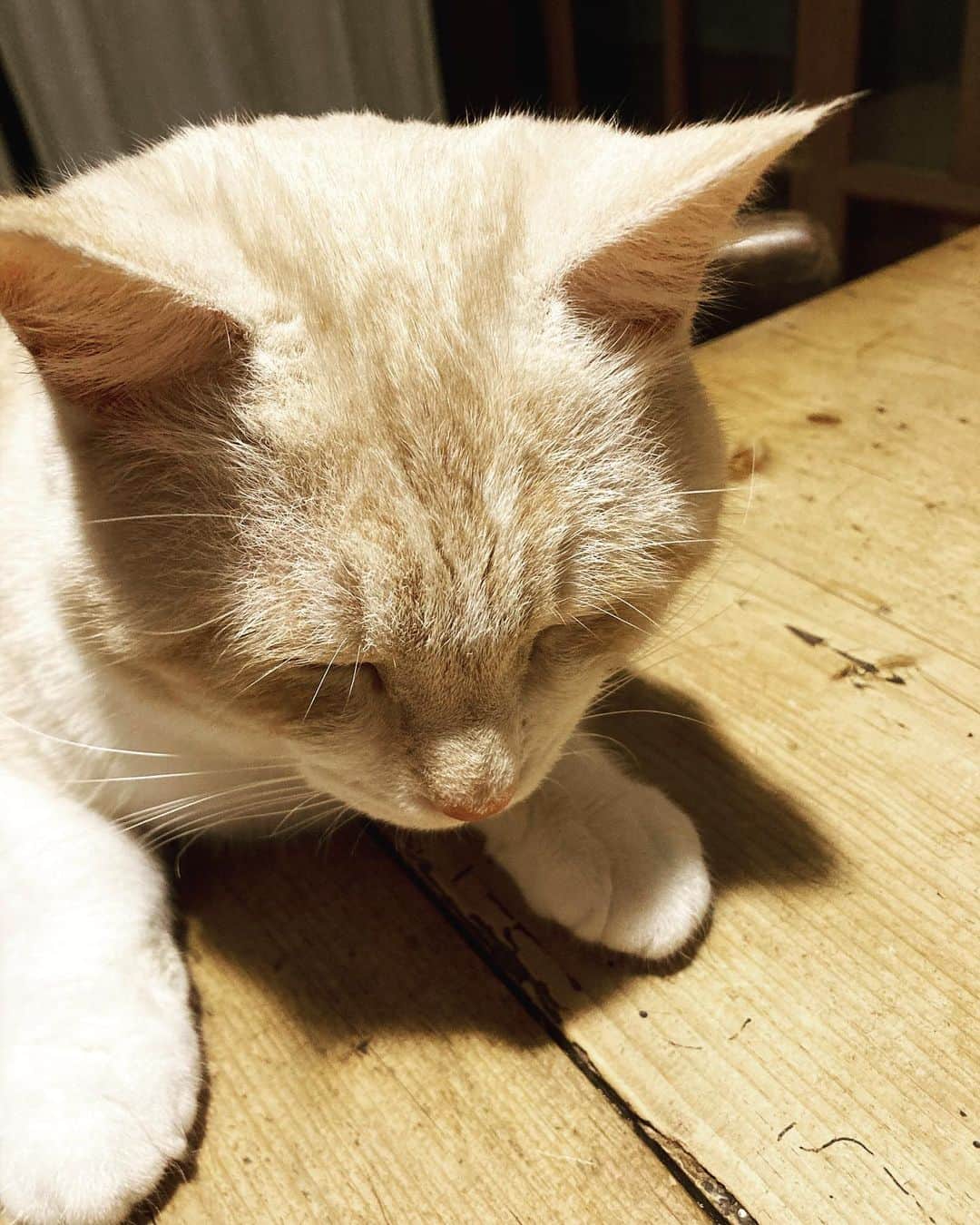 のインスタグラム：「猫のゆっくり瞬きは、愛してるとのメッセージだと聞きました。きなこ、愛してるサインを乱発するんだけど、ひょっとしてこれはたた寝落ちしないよう頑張ってるだけなのかも。。。」