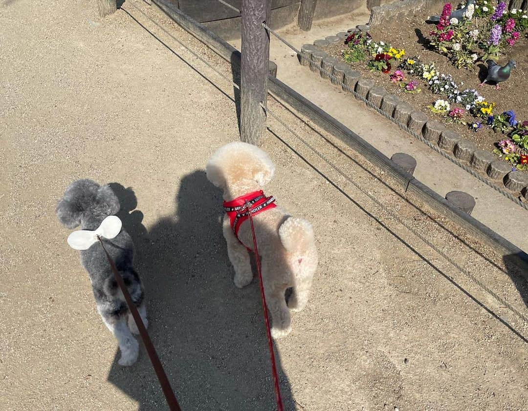 加藤綾菜さんのインスタグラム写真 - (加藤綾菜Instagram)「朝活したよ〜❣️ 愛犬達も足が真っ黒になるほど遊びました💕 ちーたんがまだ寝てる朝に愛犬達と贅沢な時間を過ごせたなぁ🥰 朝に勝つと一日気持ちがよい出発になるね🐶 １９時にYouTube UPします♡ #加藤家の日常 #朝活 #YouTube #愛犬との暮らし」2月17日 18時49分 - katoayana0412