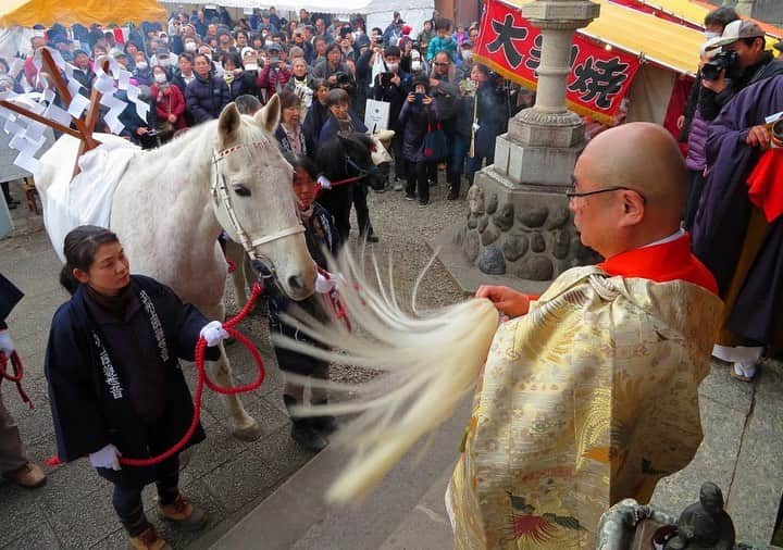 さいたまつりのインスタグラム：「【🏮埼玉の祭りハイライト🏮 〜「馬頭観音の絵馬市」〜】 東松山市の妙安寺で行われる「馬頭観音の絵馬市」。 妙安寺の境内にある上岡観音は、馬頭観音としては関東地方随一と言われており、馬の守り観音として信仰を集めています🐎 　 参道に露店がズラリと並び、家内安全や交通安全にご利益があるとされる絵馬が境内に並びます！ 　 === 　 1枚目、2枚目の写真は、神事の様子。馬に関わりの深い農家や乗馬愛好家など、多くの人が会場に訪れます！ 　 3枚目、4枚目は絵馬がズラリと並んだ絵馬市の様子。馬や牛などが手描きされた数百枚もの絵馬が境内に並びます。 　 === 　 国の選択無形民俗文化財に指定された「馬頭観音の絵馬市」は、一度は訪れる価値があります！ 　 ＊＊＊ 　 2021年の「馬頭観音の絵馬市」は、新型コロナウイルス感染拡大防止のため縮小での開催となります。（お堂内での参拝はできません） 公式サイト　http://www.city.higashimatsuyama.lg.jp/…/2/1351819650555.ht… さいたまつりページ　https://www.saitamatsuri.jp/matsuri/batoukannon-ema/ #馬頭観音の絵馬市 #さいたまつり #埼玉 #saitama #saitamatsuri #japan #祭 #matsuri #festival」